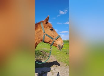 Thoroughbred, Mare, 18 years, 16 hh, Chestnut-Red