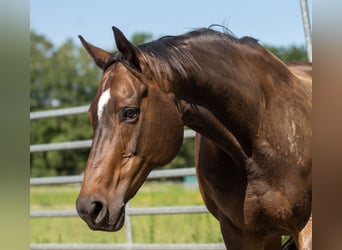 Thoroughbred, Mare, 18 years, Brown