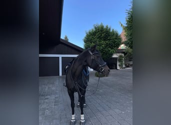 Thoroughbred, Mare, 19 years, 14,2 hh, Bay-Dark