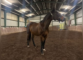 Thoroughbred, Mare, 19 years, 16 hh, Bay-Dark