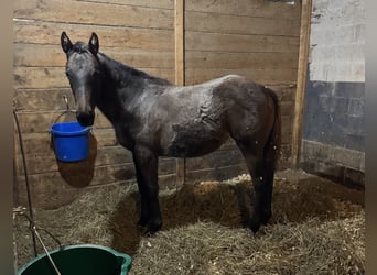 Thoroughbred, Mare, 1 year, 13 hh