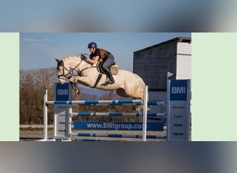 Thoroughbred, Mare, 1 year, 14.1 hh, Palomino