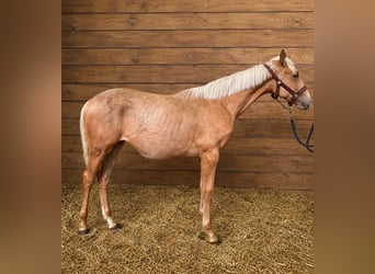 Thoroughbred, Mare, 1 year, 14.1 hh, Palomino