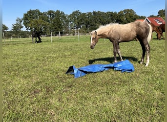 Thoroughbred, Mare, 1 year, 14.1 hh, Palomino