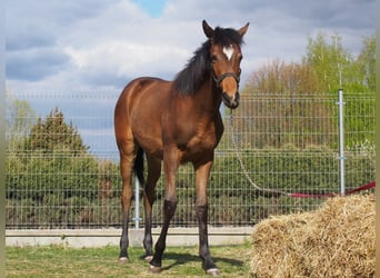 Thoroughbred, Mare, 1 year, Brown