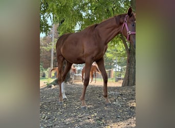 Thoroughbred, Mare, 1 year, Chestnut