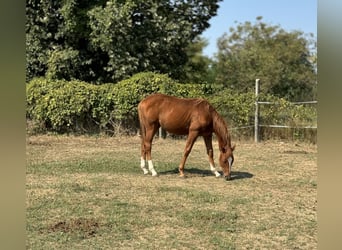 Thoroughbred, Mare, 1 year, Chestnut