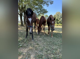 Thoroughbred, Mare, 1 year, Chestnut