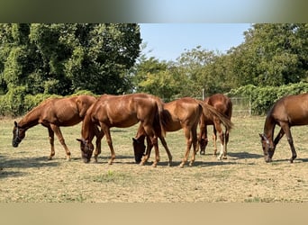 Thoroughbred, Mare, 1 year, Chestnut