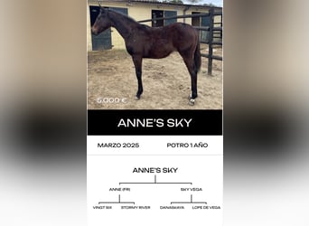 Thoroughbred, Mare, 1 year, Chestnut-Red