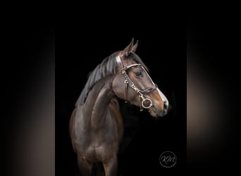 Thoroughbred, Mare, 1 year, Chestnut-Red