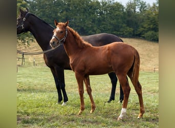 Thoroughbred, Mare, 1 year, Chestnut-Red