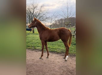 Thoroughbred, Mare, 1 year, Chestnut-Red