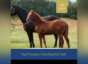 Thoroughbred, Mare, 1 year, Chestnut-Red