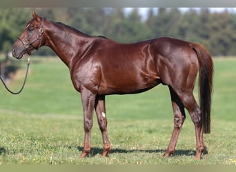 Thoroughbred, Mare, 1 year, Chestnut-Red