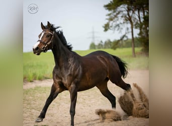 Thoroughbred, Mare, 1 year, Chestnut-Red