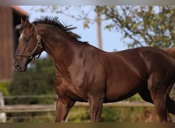 Thoroughbred, Mare, 1 year, Chestnut-Red