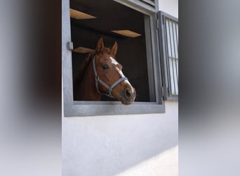 Thoroughbred, Mare, 1 year, Chestnut-Red