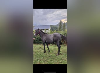 Thoroughbred, Mare, 1 year, Gray