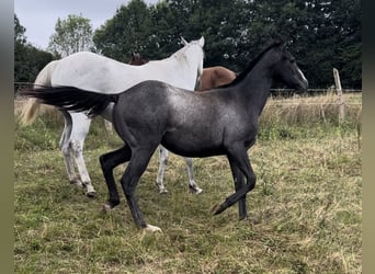 Thoroughbred, Mare, 1 year, Gray