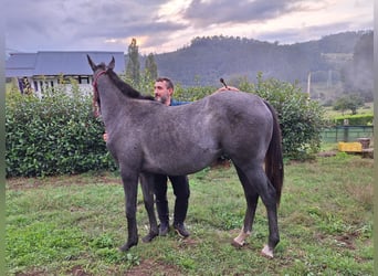 Thoroughbred, Mare, 1 year, Gray