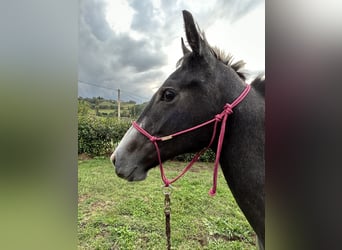 Thoroughbred, Mare, 1 year, Gray