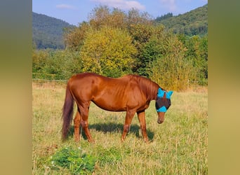 Thoroughbred, Mare, 20 years, 15,1 hh, Chestnut-Red