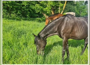 Thoroughbred, Mare, 20 years, 15,3 hh, Black