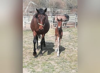 Thoroughbred, Mare, 21 years, 15,2 hh, Brown