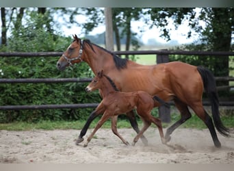 Thoroughbred, Mare, 21 years, 16 hh, Brown