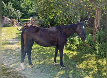 Thoroughbred, Mare, 27 years, Black