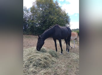 Thoroughbred, Mare, 2 years, 15.1 hh, Bay-Dark
