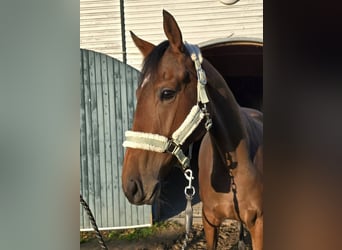 Thoroughbred, Mare, 2 years, 15,1 hh, Brown