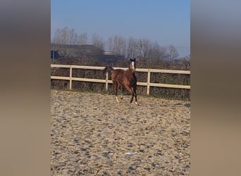 Thoroughbred, Mare, 2 years, 15.1 hh, Brown