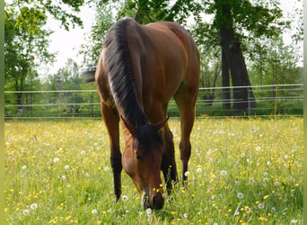 Thoroughbred, Mare, 2 years, 15.3 hh, Brown