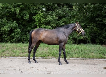 Thoroughbred, Mare, 2 years, 15,2 hh, Bay-Dark