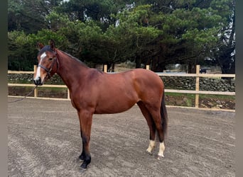 Thoroughbred, Mare, 2 years, 16 hh, Bay