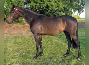 Thoroughbred Mix, Mare, 2 years, 16 hh, Brown