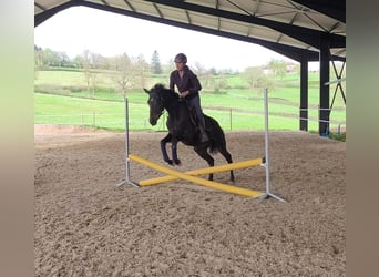 Thoroughbred, Mare, 3 years, 15,1 hh, Black