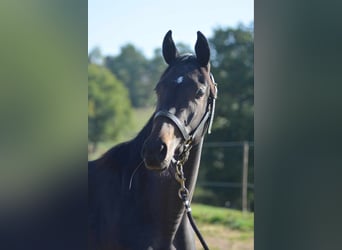 Thoroughbred, Mare, 3 years, 15,1 hh, Black