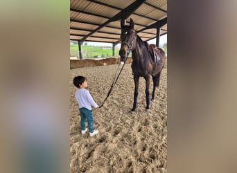 Thoroughbred, Mare, 3 years, 15,1 hh, Black