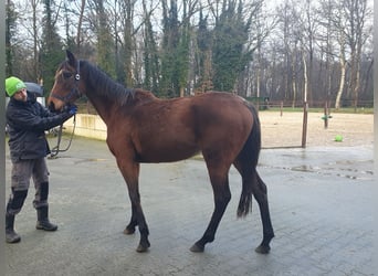 Thoroughbred, Mare, 3 years, 15,2 hh, Brown