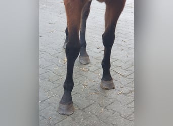 Thoroughbred, Mare, 3 years, 15,2 hh, Brown