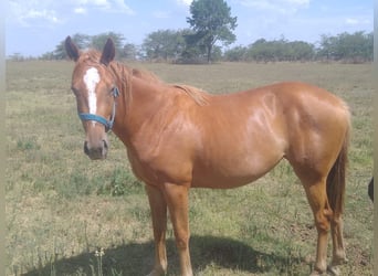 Thoroughbred, Mare, 3 years, 15,2 hh, Chestnut-Red