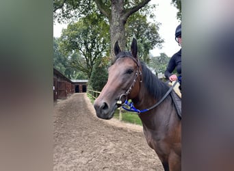 Thoroughbred, Mare, 3 years, 15,3 hh, Brown