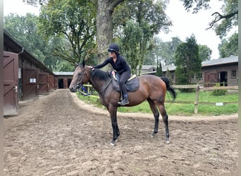 Thoroughbred, Mare, 3 years, 15,3 hh, Brown