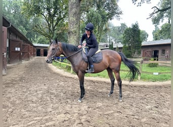 Thoroughbred, Mare, 3 years, 15,3 hh, Brown