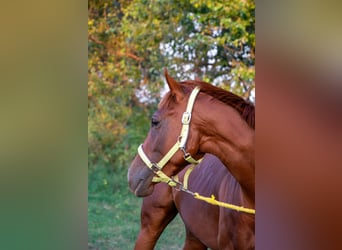 Englisches Vollblut, Stute, 3 Jahre, 15 hh, Dunkelfuchs