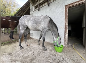 Thoroughbred Mix, Mare, 3 years, 15,1 hh, Brown Falb mold