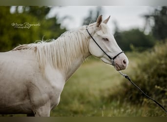 Thoroughbred, Mare, 3 years, 15,1 hh, Cremello